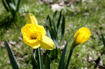 Daffodil Meadow