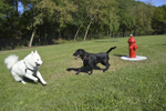 Pittsford Town Dog Park Grand Opening