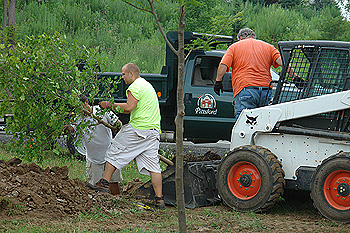 PFCU Tree Donation PFCU Tree Donation Photo
