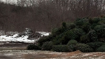 Christmas trees ready for recycling